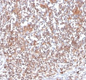 Formalin-fixed, paraffin-embedded human tonsil stained with Protein Kinase C ? Mouse Monoclonal Antibody (133).