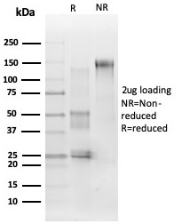 SDS-PAGE Analysis Purified MAPK1 Mouse Monoclonal Antibody (PCRP-MAPK1-1D1). Confirmation of Purity and Integrity of Antibody.