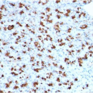 Formalin-fixed, paraffin-embedded human Pancreas stained with BARX1 Mouse Monoclonal Antibody (BARX1/2760).