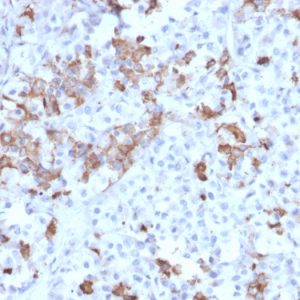 Formalin-fixed, paraffin-embedded human Pituitary stained with Prolactin Mouse Monoclonal Antibody (PRL/2642).