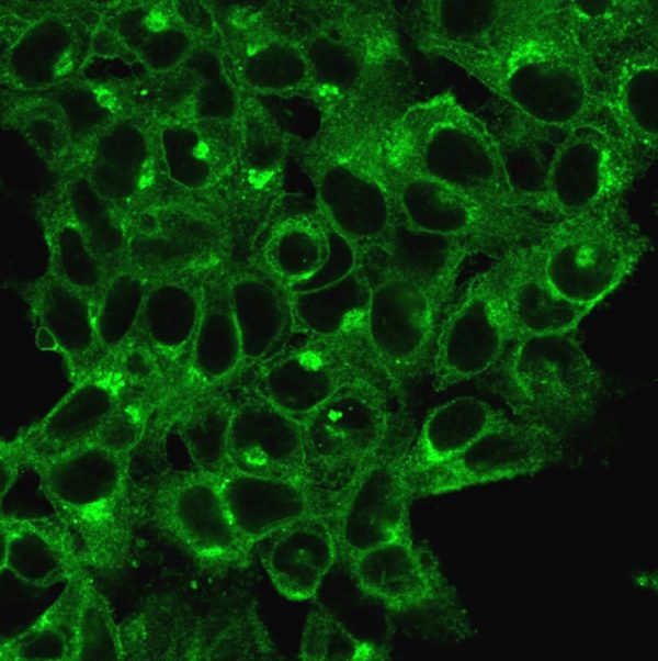 Immunofluorescent staining of HeLa cells. Beta-2-Microglobulin Mouse Monoclonal Antibody (B2M/1118); followed by goat anti-mouse IgG-CF488 (Green).