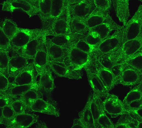 Immunofluorescent staining of HeLa cells. Beta-2-Microglobulin MAb (SPM617); followed by goat anti-mouse IgG-CF488 (Green).