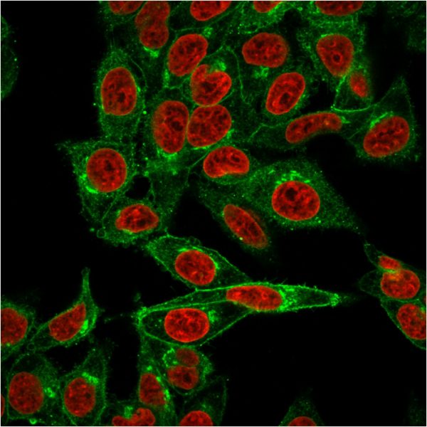 Immunofluorescent staining of HeLa cells. Beta-2-Microglobulin Mouse Monoclonal Antibody (BBM.1) followed by goat anti-Mouse IgG-CF488 (Green). The nuclear counterstain is Reddot (Red)