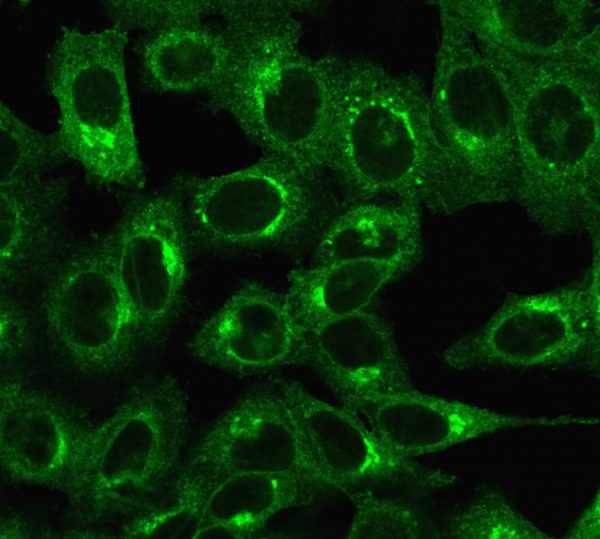 Immunofluorescent staining of HeLa cells. Beta-2-Microglobulin Mouse Monoclonal Antibody (C21.48A1); followed by goat anti-mouse IgG-CF488 (Green).