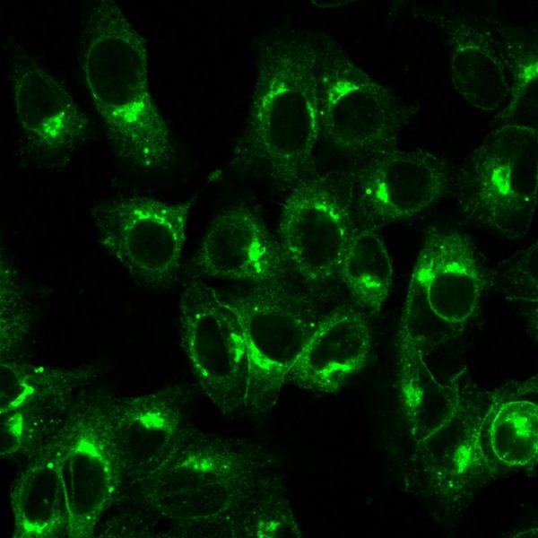 Immunofluorescence Analysis of PFA fixed HeLa cells labeling with Beta-2-Microglobulin Rabbit Recombinant Monoclonal Antibody (B2M/1857R); followed by goat anti-rabbit IgG-CF488 (Green).