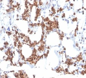 Formalin-fixed, paraffin-embedded human bone marrow stained with Resistin Mouse Monoclonal Antibody (RETN/3331).