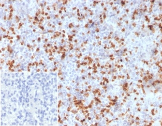 Formalin-fixed, paraffin-embedded human spleen stained with Resistin Mouse Monoclonal Antibody (RETN/3331). Inset: PBS used instead of primary antibody as negative control