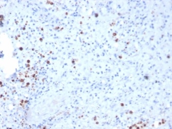 Formalin-fixed, paraffin-embedded human spleen stained with Resistin Mouse Monoclonal Antibody (RETN/3331).