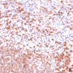 Formalin-fixed, paraffin-embedded human spleen stained with Resistin Mouse Monoclonal Antibody (RETN/4326).