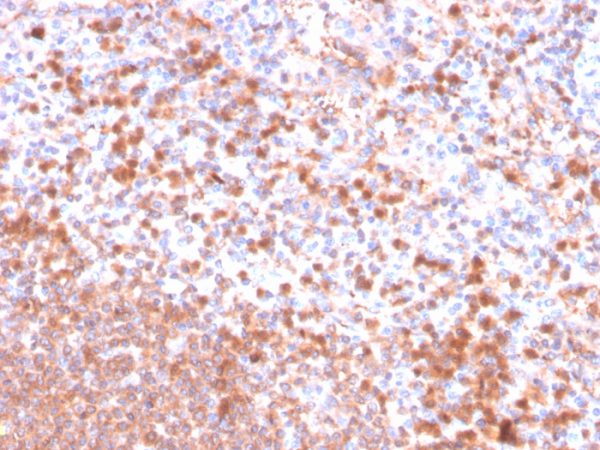 Formalin-fixed, paraffin-embedded human spleen stained with Resistin Mouse Monoclonal Antibody (RETN/4326).