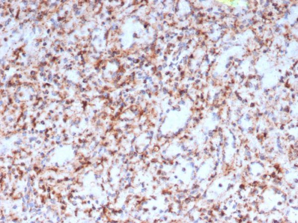 Formalin-fixed, paraffin-embedded human spleen stained with Resistin Mouse Monoclonal Antibody (RETN/4327).