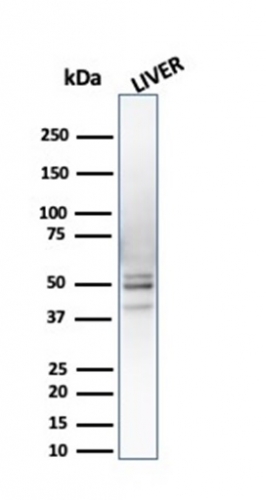PSMD4 Antibody in Western Blot (WB).