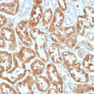 Formalin-fixed, paraffin-embedded human kidney stained with COX-2 Recombinant Rabbit Monoclonal Antibody (COX2/3320R).
