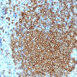 Formalin-fixed, paraffin-embedded human Spleen stained with CD45RA Mouse Monoclonal Antibody (K4B5).