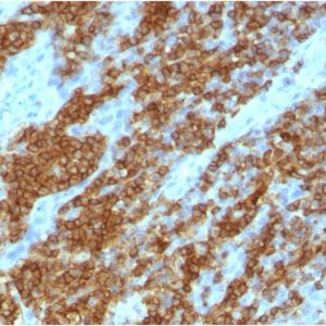 Formalin-fixed, paraffin-embedded human tonsil stained with CD45RA Mouse Monoclonal Antibody (111-1C5)