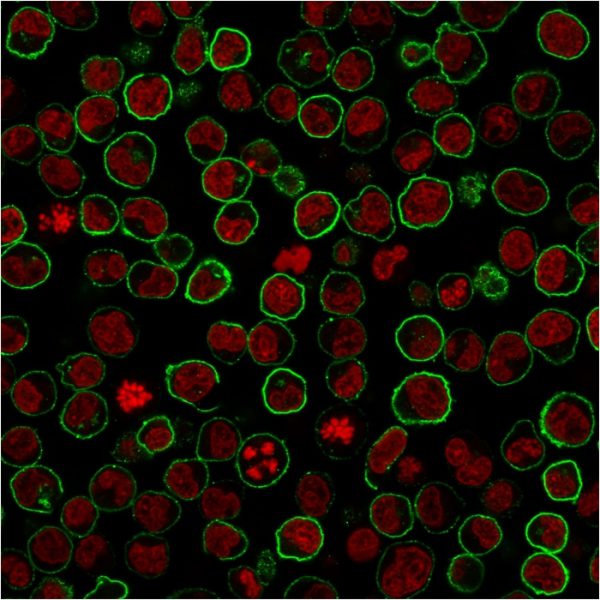 Paraformaldehyde-fixed Raji cells stained with CD45RB Rabbit Recombinant Monoclonal Antibody (PTPRC/2877R)followed by Goat anti-rabbit IgG-CF488 (Green). Counterstain is Phalloidin (red).