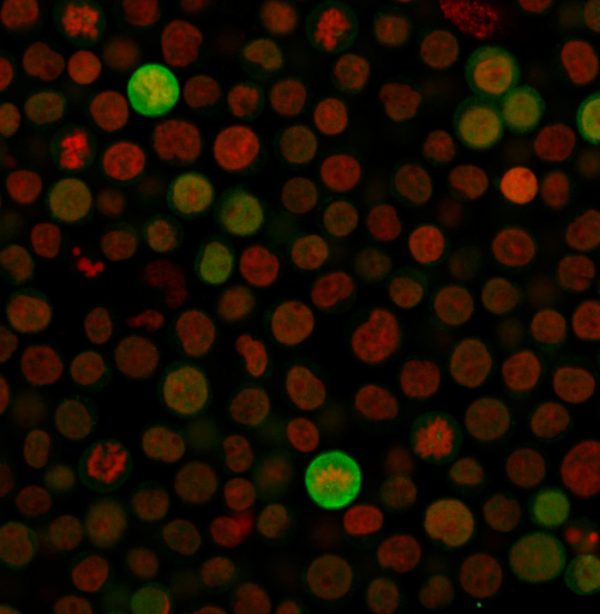 Immunofluorescence Analysis of Jurkat cells labeling BAX with Bax Monoclonal Antibody (Clone SPM33) followed by Goat anti-Mouse IgG-CF488 (Green).The nuclear counterstain is NucSpot¬Æ.