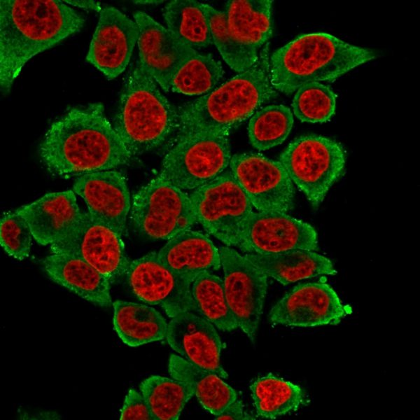 Immunofluorescence Analysis of HeLa cells labeling Smooth Muscle Actin with Smooth Muscle Actin Mouse Monoclonal Antibody (SPM322) followed by Goat anti-Mouse IgG-CF488(Green). The nuclear counterstain is NucSpot (Red).