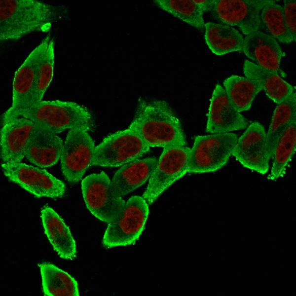 Immunofluorescence Analysis of HeLa cells labeling Smooth Muscle Actin with Smooth Muscle Actin MAb (ACTA2/791) followed by Goat anti-Mouse IgG-CF488(Green). The nuclear counterstain is NucSpot (Red).