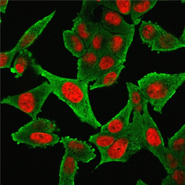 Immunofluorescence Analysis of HeLa cells labeling Smooth Muscle Actin with Smooth Muscle Actin MAb (1A4 + ACTA2/791) followed by Goat anti-Mouse IgG-CF488(Green). The nuclear counterstain is NucSpot (Red).