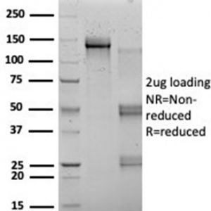 SDS-PAGE Analysis of Purified RBMS2 Mouse Monoclonal Antibody (PCRP-RBMS2-1B6). Confirmation of Integrity and Purity of Antibody.