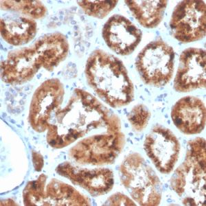 Formalin-fixed, paraffin-embedded human kidney stained with RBP4 Mouse Monoclonal Antibody (RBP4/4053).