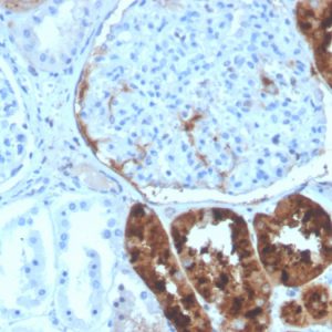 Formalin-fixed, paraffin-embedded human kidney stained with RBP4 Mouse Monoclonal Antibody (RBP4/4320).