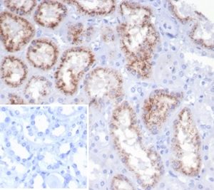 Formalin-fixed, paraffin-embedded human kidney stained with RBP4 Recombinant Mouse Monoclonal Antibody (rRBP4/7372). Inset: PBS instead of primary antibody; secondary only negative control.