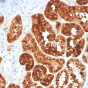 Formalin-fixed, paraffin-embedded human kidney stained with RBP4 Mouse Monoclonal Antibody (RBP4/4044).
