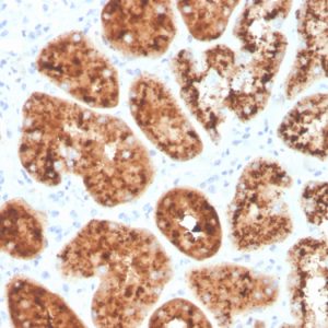 Formalin-fixed, paraffin-embedded human kidney stained with RBP4 Mouse Monoclonal Antibody (RBP4/4045).