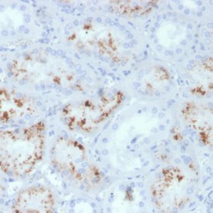 Formalin-fixed, paraffin-embedded human kidney stained with RBP4 Mouse Monoclonal Antibody (RBP4/4047).