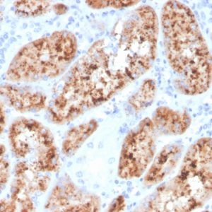 Formalin-fixed, paraffin-embedded human kidney stained with RBP4 Mouse Monoclonal Antibody (RBP4/4048).