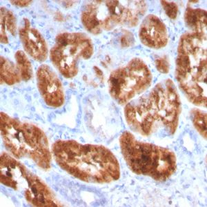 Formalin-fixed, paraffin-embedded human kidney stained with RBP4 Mouse Monoclonal Antibody (RBP4/4049).