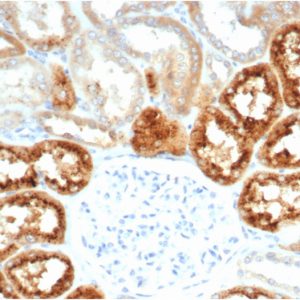 Formalin-fixed, paraffin-embedded human kidney stained with RBP4 Recombinant Rabbit Monoclonal Antibody (RBP4/7045R).