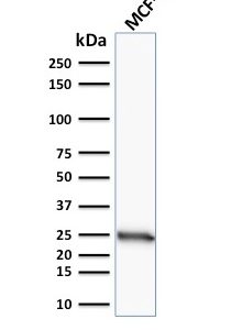 Western blot analysis of human MCF-7 cell lysate using Bcl-2 Mouse Monoclonal Antibody (SPM117).