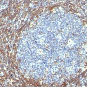 Formalin-fixed, paraffin-embedded human Tonsil stained with Bcl-2 Mouse Monoclonal Antibody (BCL2/782).