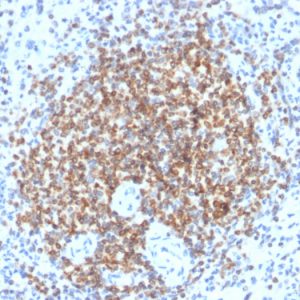 Formalin-fixed, paraffin-embedded human spleen stained with Bcl-2 Rabbit Recombinant Monoclonal Antibody (BCL2/2210R).