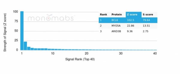 Analysis of Protein Array containing more than 19,000 full-length human proteins using BCL6 Mouse Monoclonal Antibody (PCRP-BCL6-1D3). Z- and S- Score: The Z-score represents the strength of a signal that a monoclonal antibody (MAb) (in combination with a fluorescently-tagged anti-IgG secondary antibody) produces when binding to a particular protein on the HuProtTM array. Z-scores are described in units of standard deviations (SD's) above the mean value of all signals generated on that array. If targets on HuProtTM are arranged in descending order of the Z-score, the S-score is the difference (also in units of SD's) between the Z-score. S-score therefore represents the relative target specificity of a MAb to its intended target.  A MAb is considered to specific to its intended target, if the MAb has an S-score of at least 2.5. For example, if a MAb binds to protein X with a Z-score of 43 and to protein Y with a Z-score of 14, then the S-score for the binding of that MAb to protein X is equal to 29.