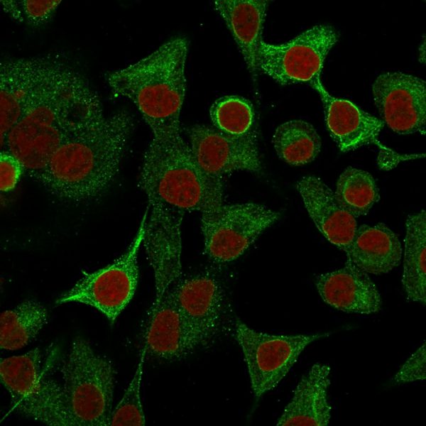Immunofluorescence Analysis of A549 cells labeling S100A2 with S100A2 Mouse Monoclonal Antibody (CPTC-S100A2-2) followed by Goat anti-Mouse IgG-CF488 (Green). The nuclear counterstain is Reddot (Red)