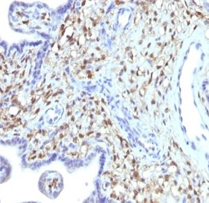 Formalin-fixed, paraffin-embedded human placenta stained with S100A4 Mouse Monoclonal Antibody (S100A4/1481).