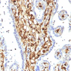 Formalin-fixed, paraffin-embedded human Placenta stained with S100A4 Mouse Monoclonal Antibody (S100A4/1482).