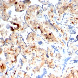 Formalin-fixed, paraffin-embedded human Placenta stained with S100A4 Recombinant Mouse Monoclonal Antibody (rS100A4/1481).