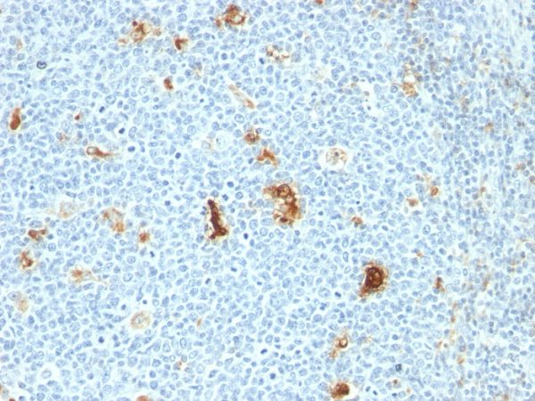 Formalin-fixed, paraffin-embedded human Tonsil stained with Macrophage L1 Protein Monoclonal Antibody (SPM281)