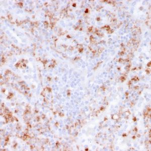 Formalin-fixed, paraffin-embedded human spleen stained with S100A9 Recombinant Mouse Monoclonal Antibody (rMAC3781).