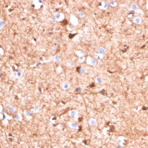 Formalin-fixed, paraffin-embedded human cerebellum stained with S100B Mouse Monoclonal Antibody (S100B/4140).