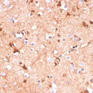 Formalin-fixed, paraffin-embedded human cerebellum stained with S100B Mouse Monoclonal Antibody (S100B/4141).