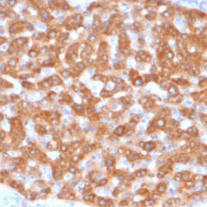 Formalin-fixed, paraffin-embedded human Kidney stained with SDHB Mouse Monoclonal Antibody (SDHB/2126).