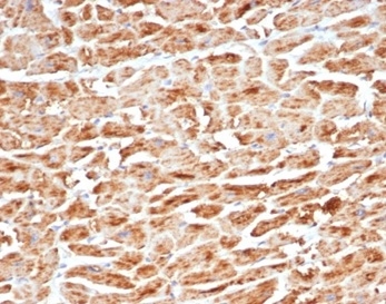 Formalin-fixed, paraffin-embedded human heart stained with SDHB Recombinant Rabbit Monoclonal Antibody (SDHB/6697R).
