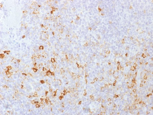 Formalin-fixed, paraffin-embedded human Tonsil stained with CD162 Monoclonal Antibody (PSGL1/1601).
