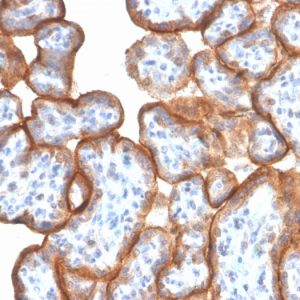 Formalin-fixed, paraffin-embedded human Placenta stained with Monospecific Mouse Monoclonal Antibody to VISTA (VISTA/3006).